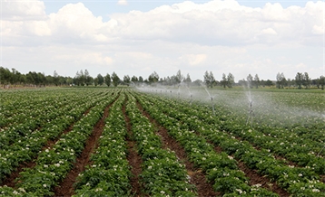 Spray Irrigation