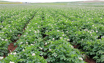 Potato High-yield Test Field