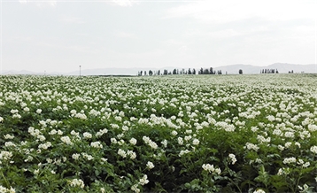 Potato High-yield Test Field