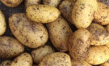 Micro-potato Product