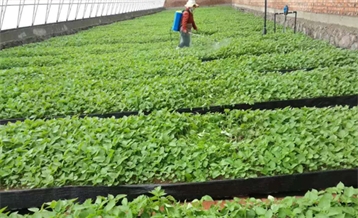 Improved Potato Varieties Breeding Greenhouse